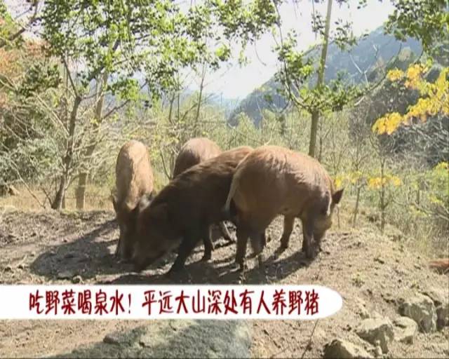 吃野菜喝泉水！广东梅州市平远大山深处有人养野猪