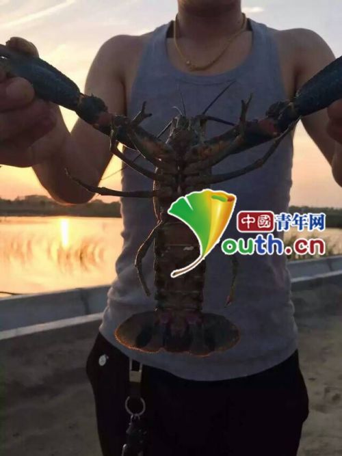 江苏大学生村官鞠汶佑养殖的澳洲龙虾。