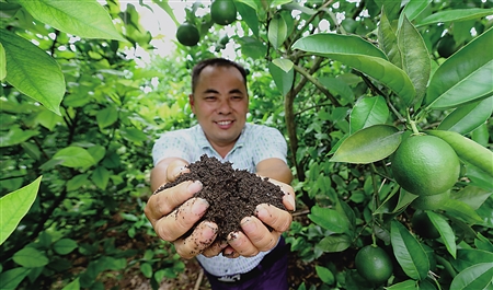 荒山种橙 “绿色书记”有致富秘笈