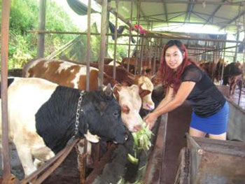 黄丽蓉的肉牛养殖场一年出栏肉牛近100头