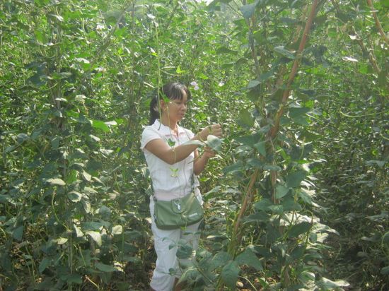广西全州县枧塘农民种植秋豆角助农增收