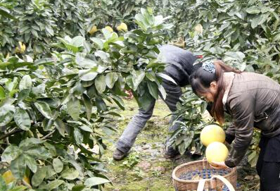 重庆：返乡农民工种红肉蜜柚致富