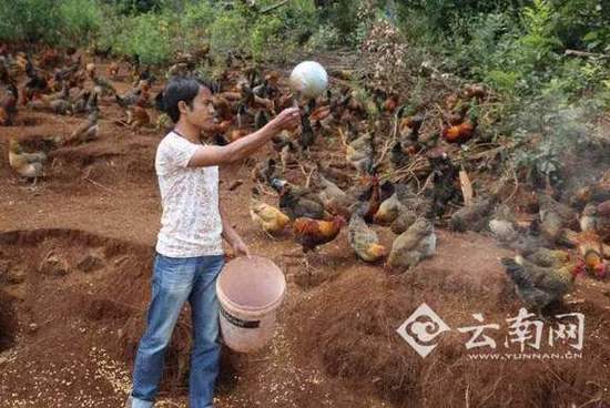广西南丹发展现代农业促增收