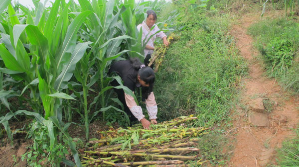 云南新平县平甸乡：8000亩烟后玉米助农增收