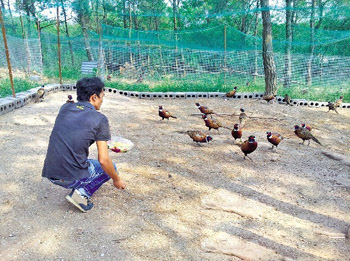 广西山鸡走俏香港 草药喂食不同凡响2