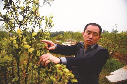 王银检查油茶树结籽情况。