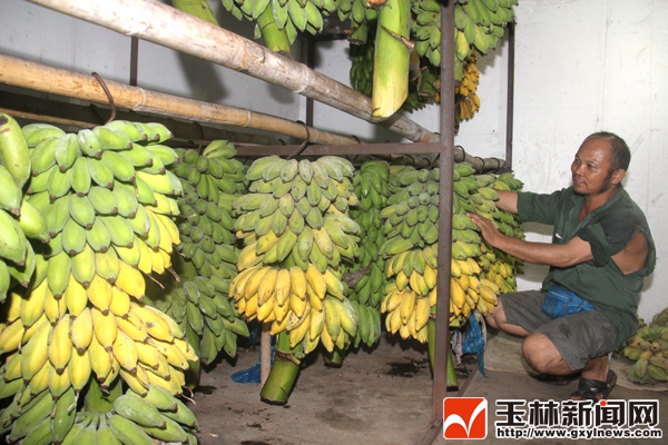 容州镇厢南村一农户试种香蕉，圆了致富梦