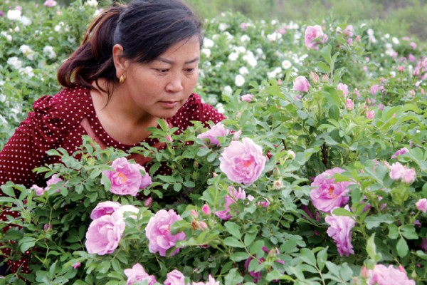 一名妇女在选摘玫瑰花。