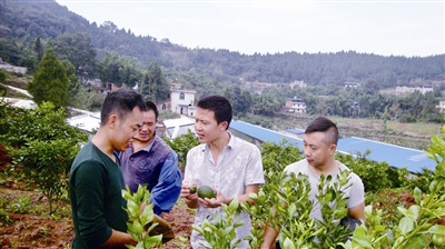 倪春明向村民讲解丑柑种植技术。