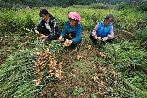 贵州威宁小黄姜带富一方