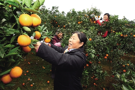 10年攻关研制 科技融入甜橙培植 带动农民增收致富