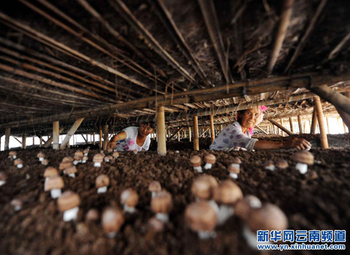 6月25日，文山市塘子寨的两名苗族妇女在大棚采摘巴西蘑菇