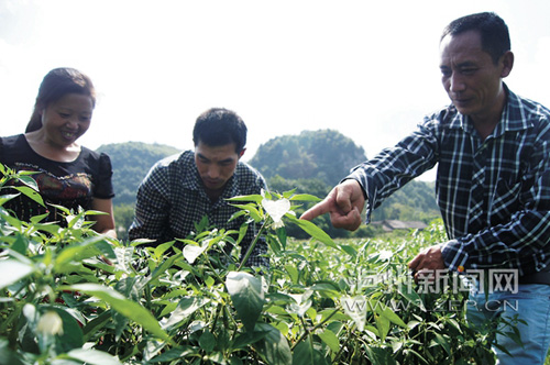 王登林（右）指导村民种植辣椒