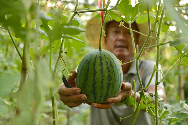 榕江县忠诚镇安乐村干榜三组吴克章在采摘立架式种植上架的西瓜。