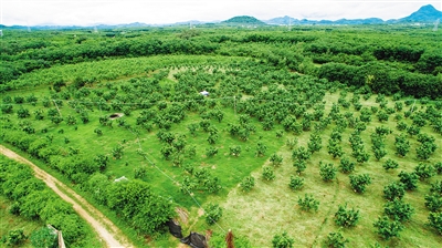 海南儋州种蜜柚“甜蜜”成产业2