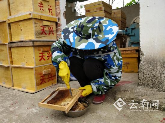 小蜜蜂也有大产业 禄劝养蜂带动脱贫致富