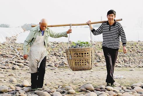 重庆江津龙华镇：5户农民合伙江边荒滩种菜致富