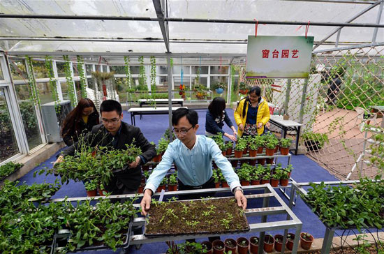 11月20日，王储（前）和团队成员在温室大棚内打理绿植。