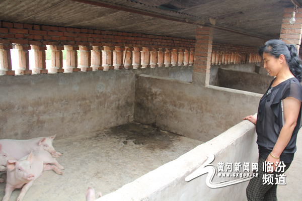 西凉村林下养殖的珍珠鸡。黄河新闻网记者高增平摄