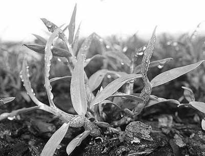“中华仙草”铁皮石斛的科学种植和食用