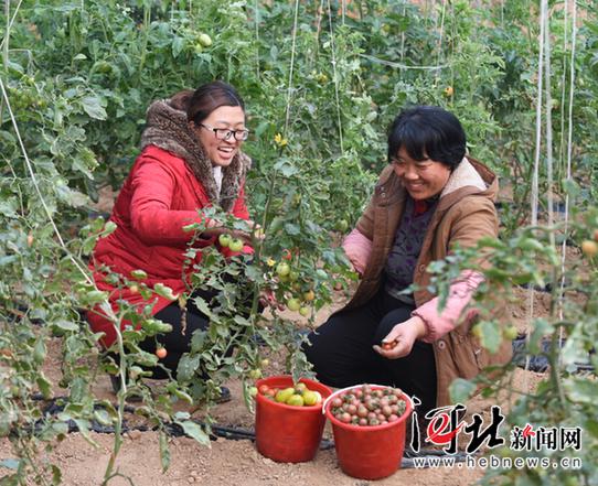1月21日，邢台县田家庄村大学生村官王东云（左）和农民一起采收水果番茄。