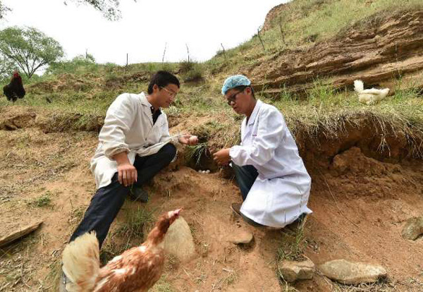 6月2日，山西省吕梁市临县兔坂镇砖瓦村村主任武雪峰（左）在和饲养员查看散养鸡下的蛋。