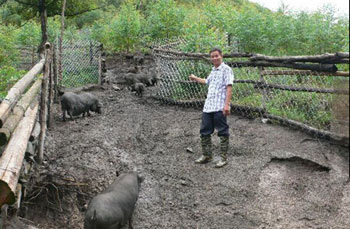 广西拔贡镇：八年猪倌玩野猪 两年百头不服输
