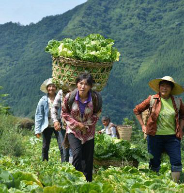 四川泸州叙永高山无公害蔬菜亩产超万元