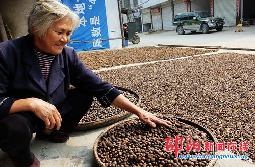 绥宁县油茶成为农民致富的支柱产业之一