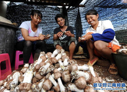 云南文山苗族群众种植巴西蘑菇年创收近3万元