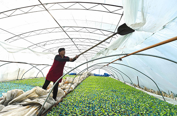 吉林大安：特色种植成农民致富“聚宝盆”