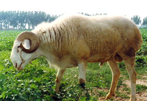 晋城：“羊司令”的致富经