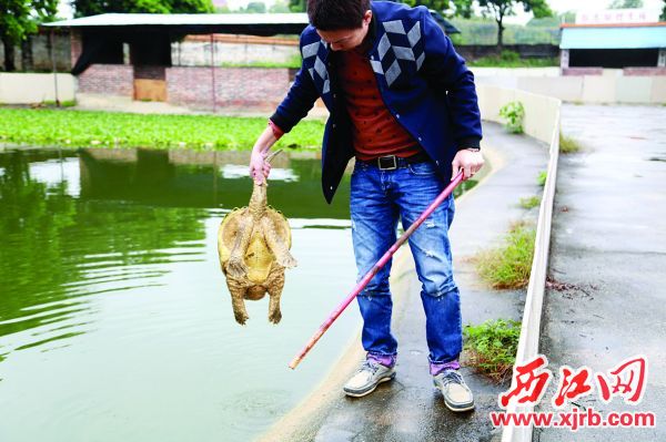 吴国政只手拿起重20多斤生性凶恶的鳄鱼龟。