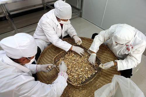 工人在云南省丽江市的一家玛咖加工厂内对玛咖进行初加工（11月12日摄）