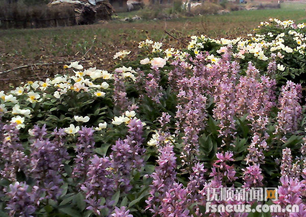 哈达镇富尔哈村农民韩文成种植中草药致富