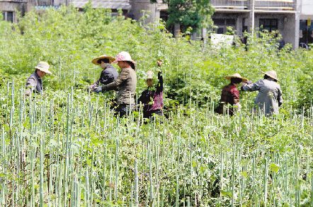 浙江城南镇：种植中药材，还得看市场