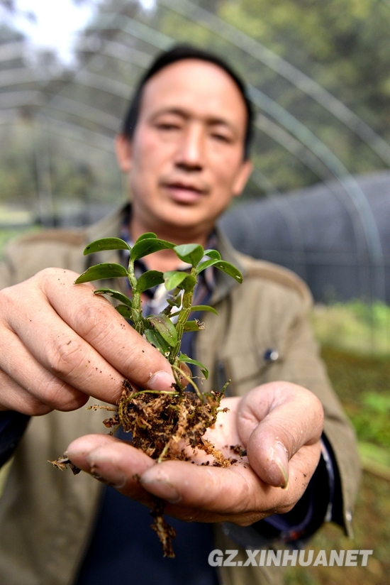 11月2日，吴家先在榕江县栽麻乡宰荡村宰闷侗寨石斛育苗基地里展示自己培育的石斛苗