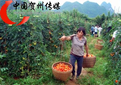 图为全秀兰种植的西红柿大获丰收。