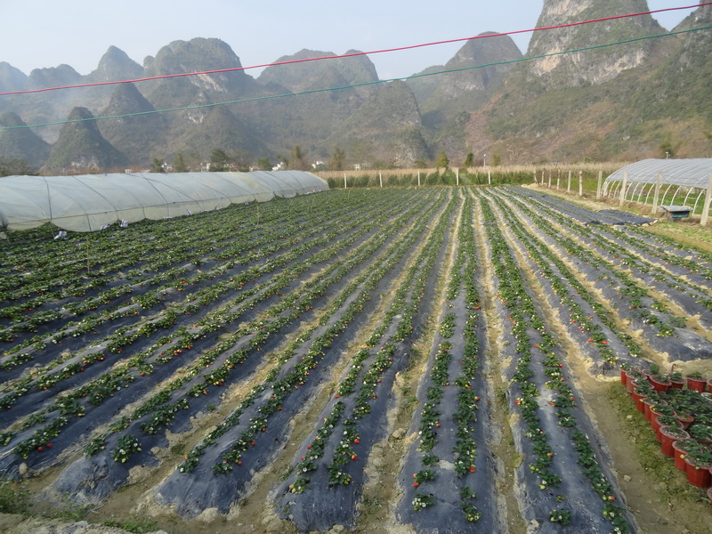 广西巴马：甲篆乡草莓特色种植助农增收
