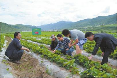科技扶贫藏乡羌寨 博士让高原盛产草莓
