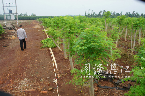 海南“菠萝村”种植菠萝带领农民奔向致富路