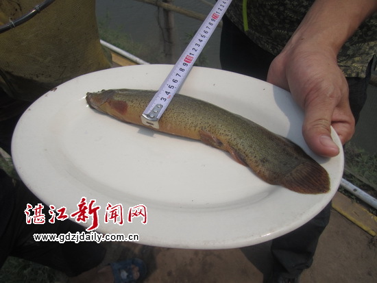 台湾泥鳅个大体长