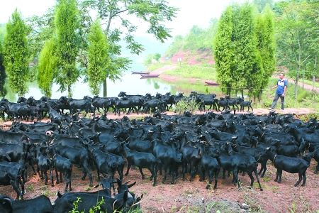 大足区，农民饲养的黑山羊