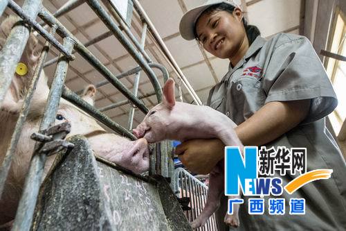 6月24日，在广西桂林市临桂县温氏养殖公司猪种场，一名技术工人在精心护理猪苗。