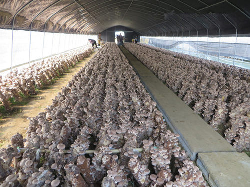 广西贺州平桂管理区大力发展马蹄产业促农增收