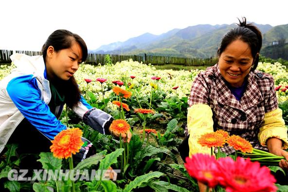 贵州榕江90后大学生成功引进花卉种植创富路