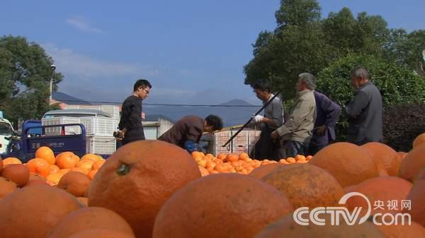 浙江省涌泉镇：爸爸赔钱 儿子帮您赚《致富经》5