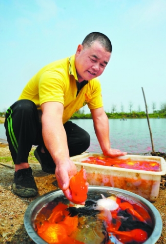 广东民众镇：发展观赏鱼养殖业农民致富农村增收