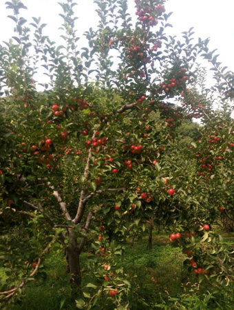 王峰家的苹果园