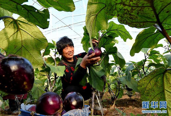 12月9日，河北省巨鹿县西郭城村获得“职业农民证”的张秀云在大棚内采摘茄子。
